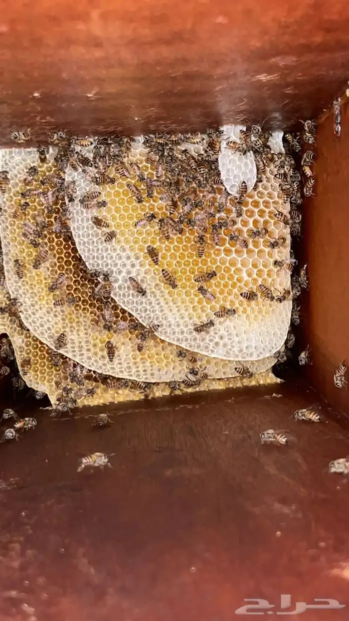 عسل سدر شبواني 8