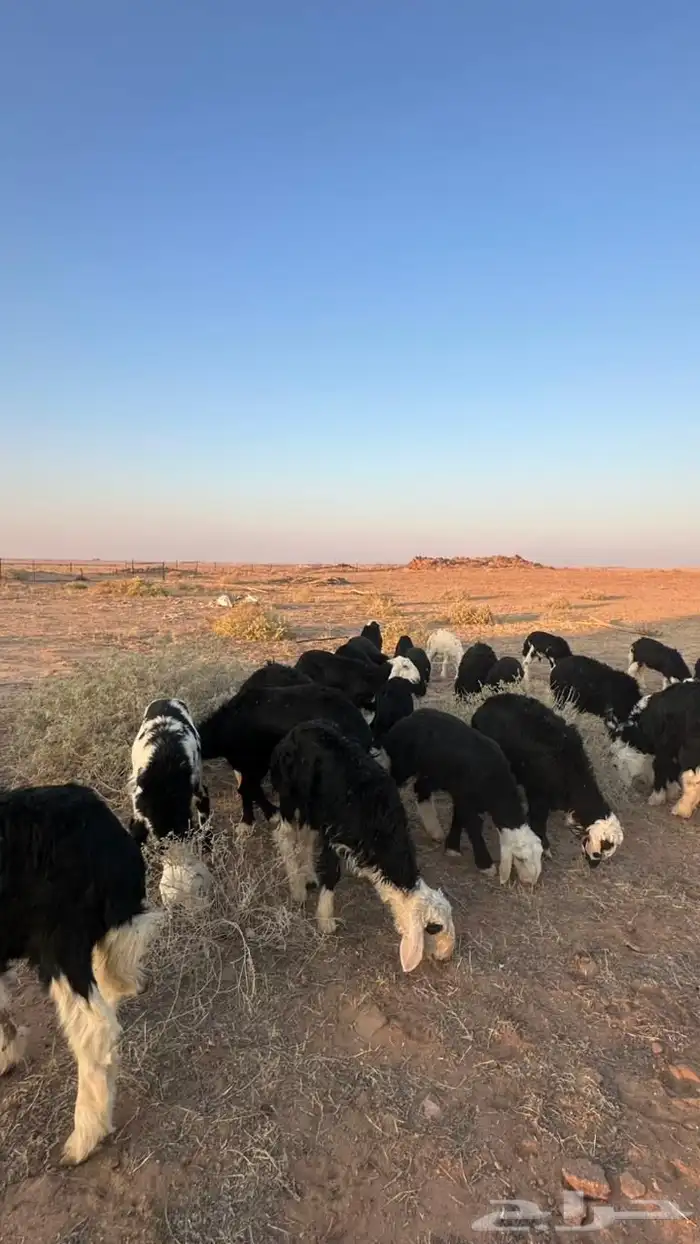 طليان نجد للبيع 1