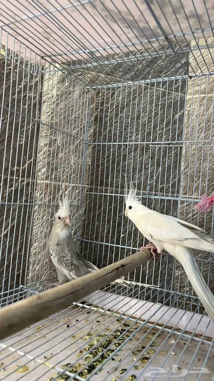 ذكر البينو منتج 2