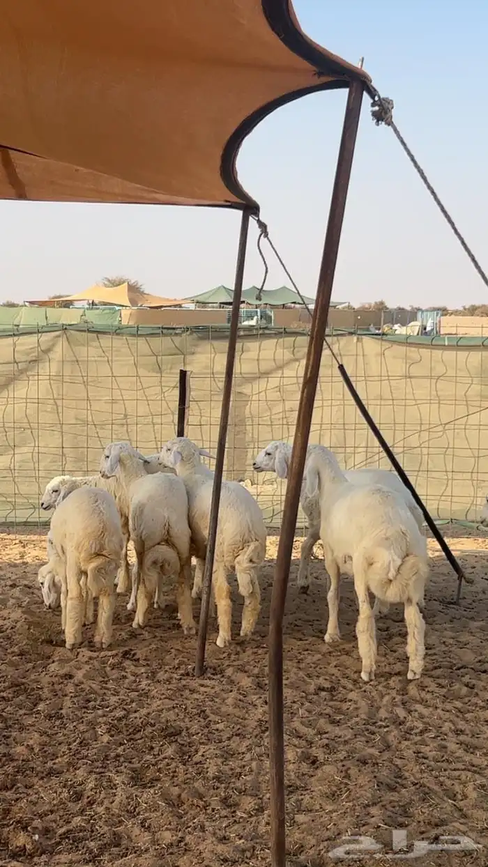 بهم حري من 3 شهور الي 4 شهور 0