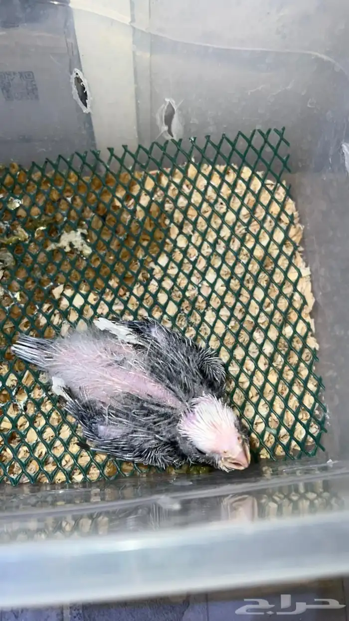 فرخ وايت فيس بايد 0