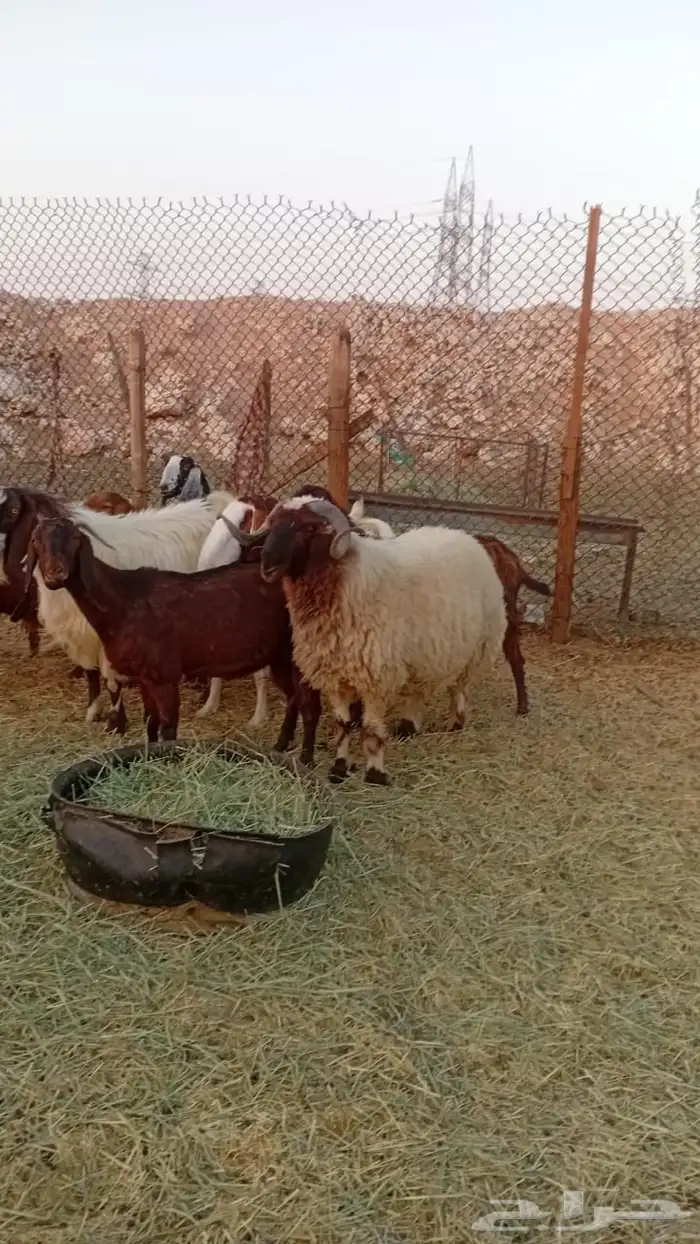 سلام عليكم ورحمة وبركاته للبيع ذبيحة 2