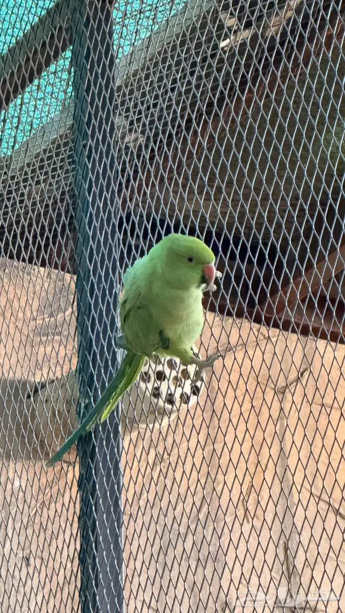 انثى درة جاهزة للانتاج 3