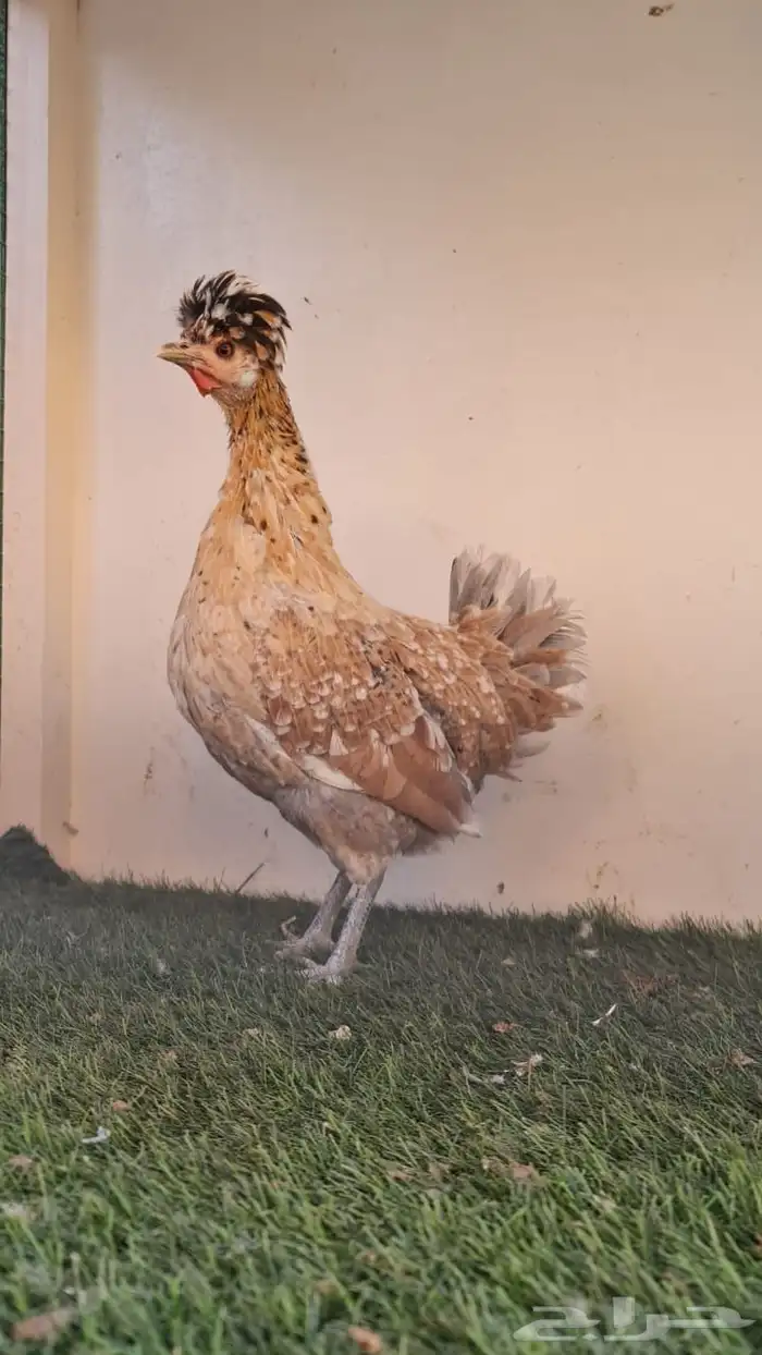 دجاج عربي ترثه 3
