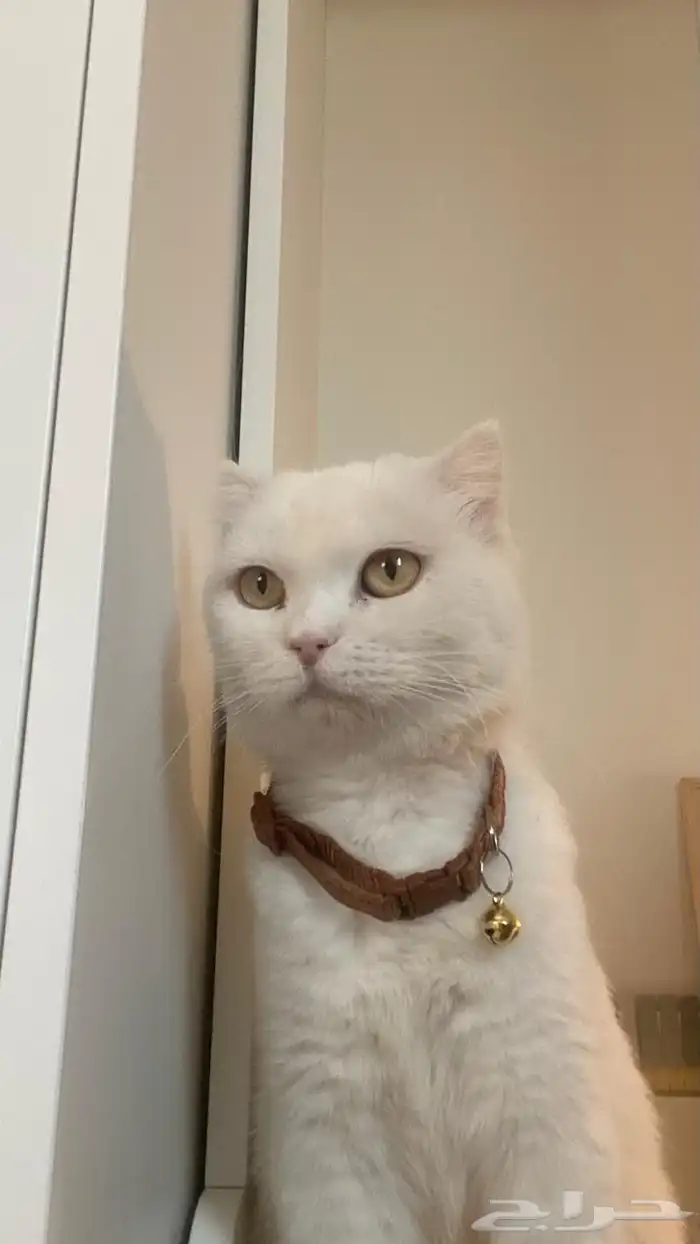 قطه للتبني شيرازي 0