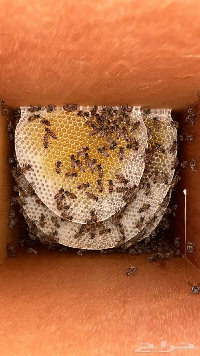 عسل سدر شبواني 7