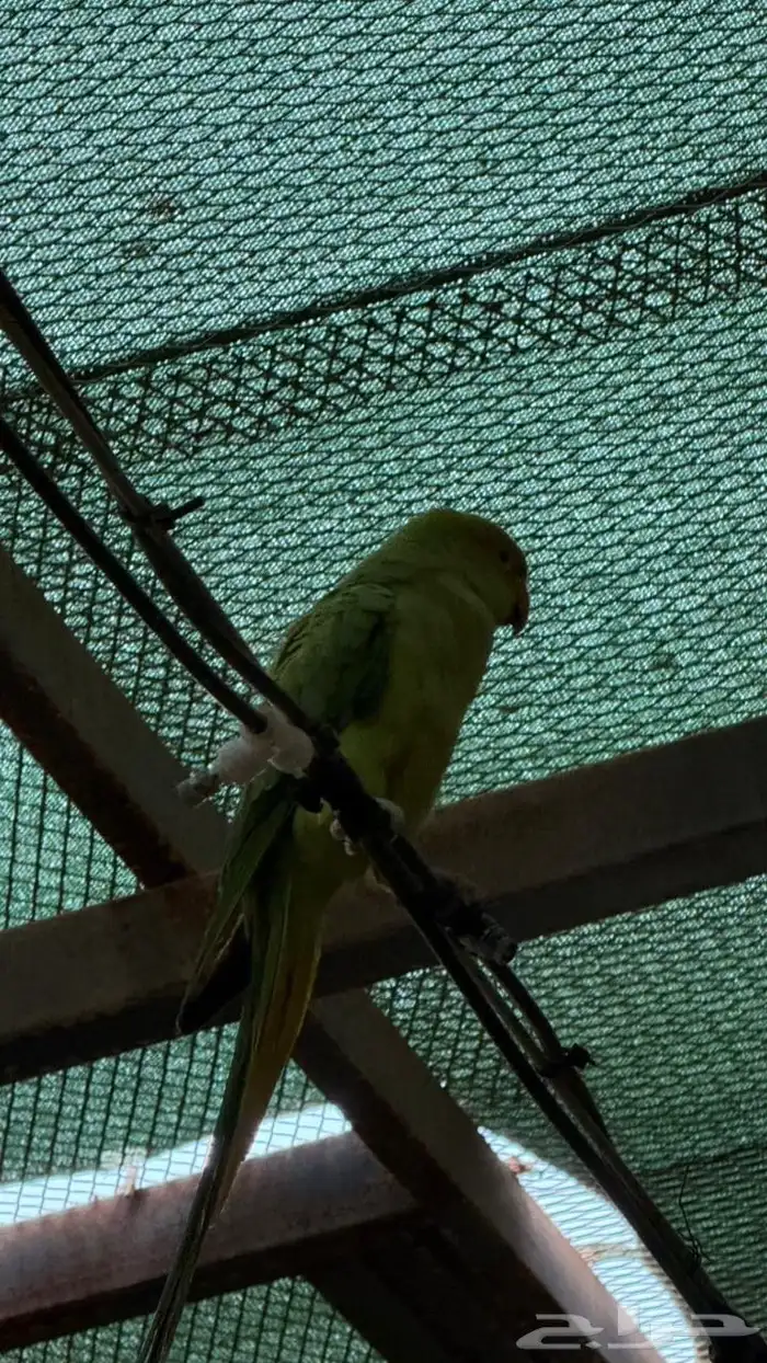 انثى درة جاهزة للانتاج 1