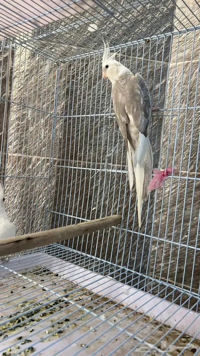 ذكر البينو منتج 5