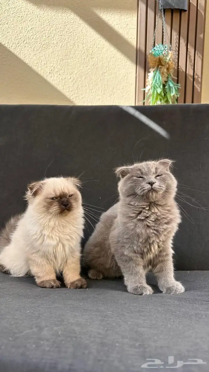 قطة للبيع سكوتش فولد وهملايا 5