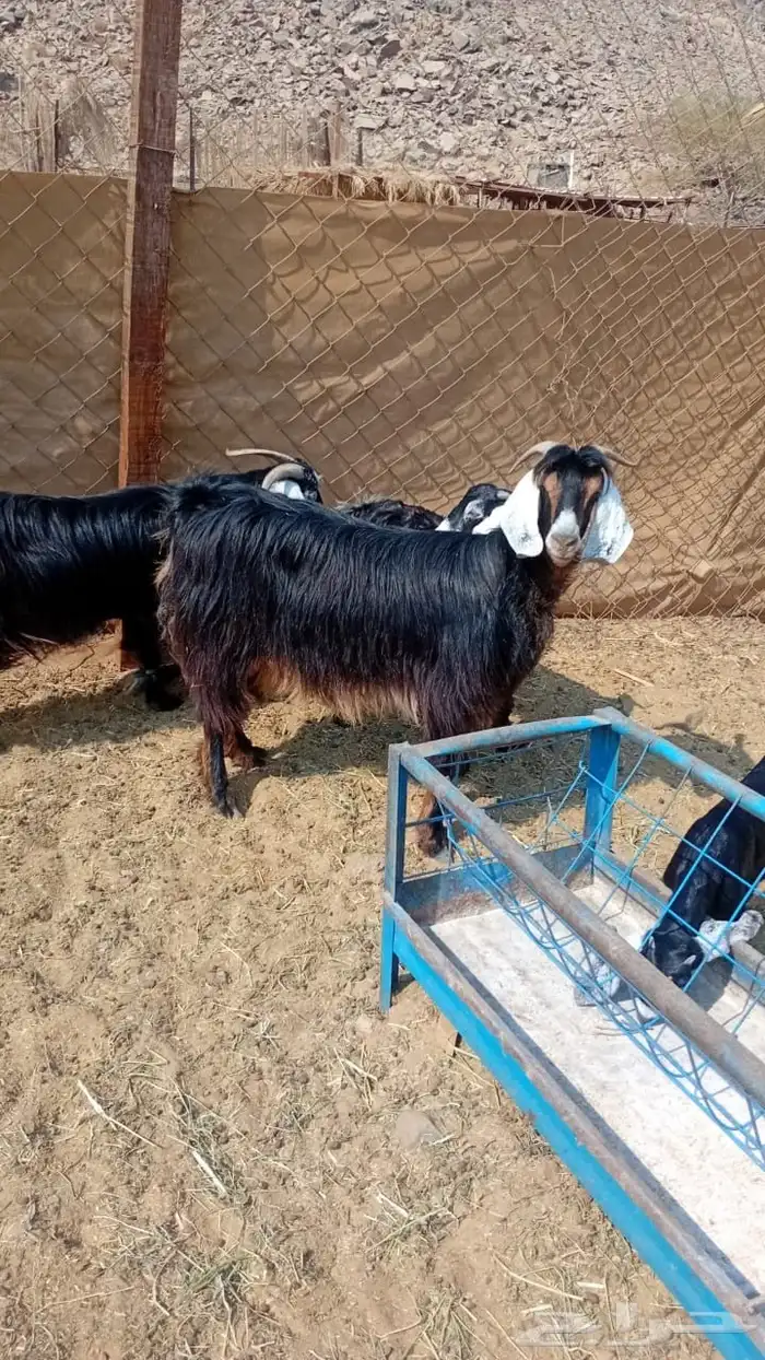 معزا خلفات البيع 2