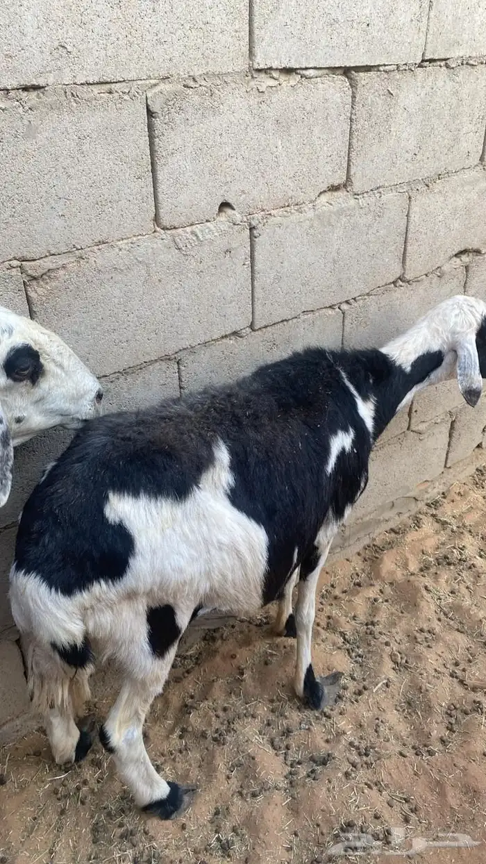 نعجتين سدس مشروطات 0