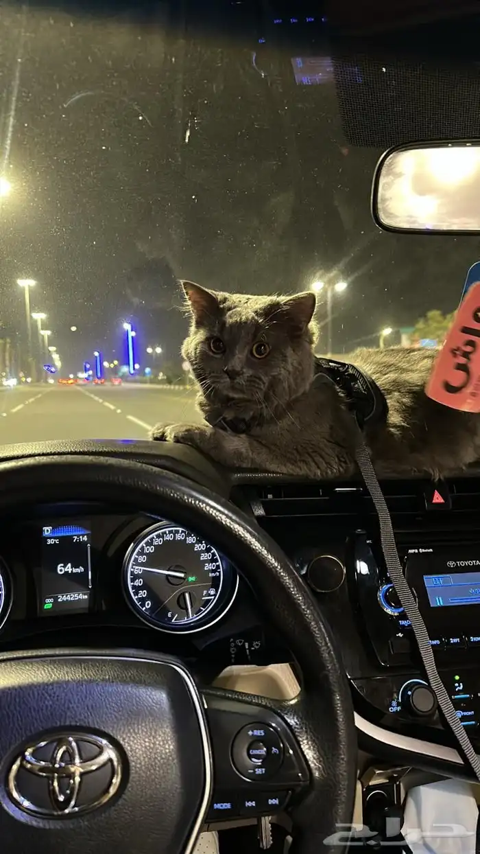 قطو لتبني شيرازي 0