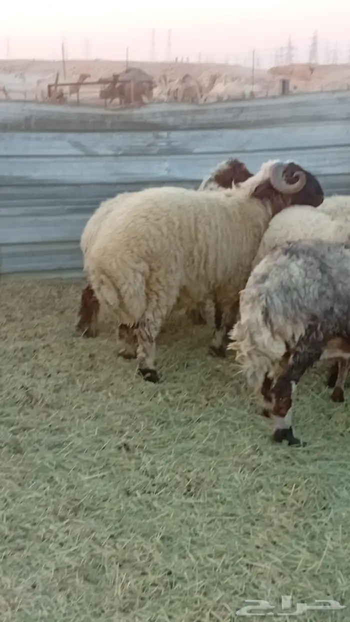 سلام عليكم ورحمة وبركاته للبيع ذبيحة 0