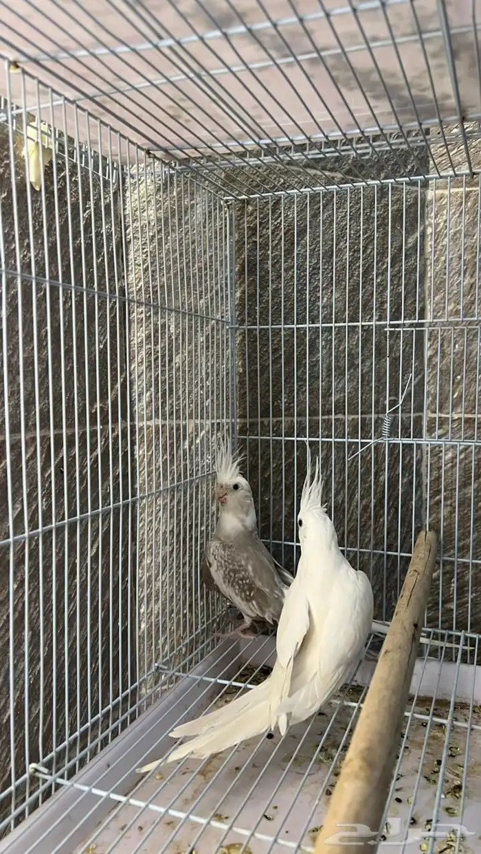 ذكر البينو منتج 1