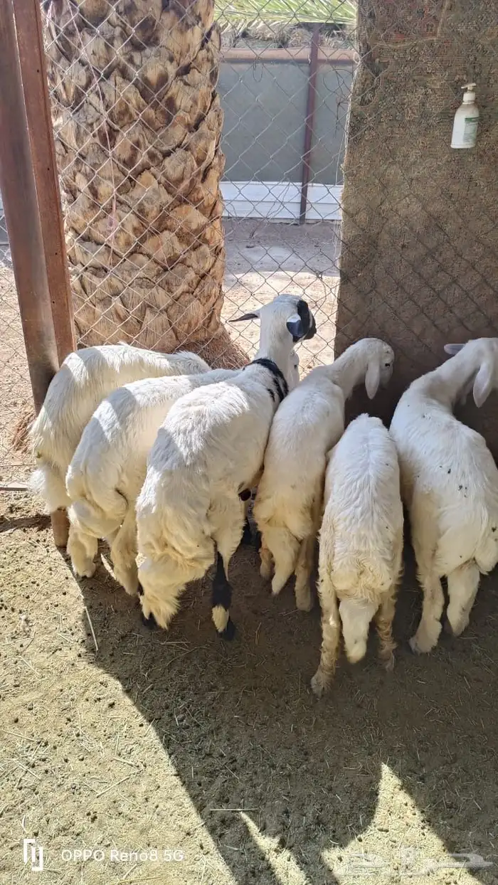 خرفان بلديات كفو مشروطه 0