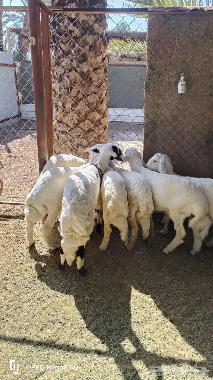 خرفان بلديات كفو مشروطه 1