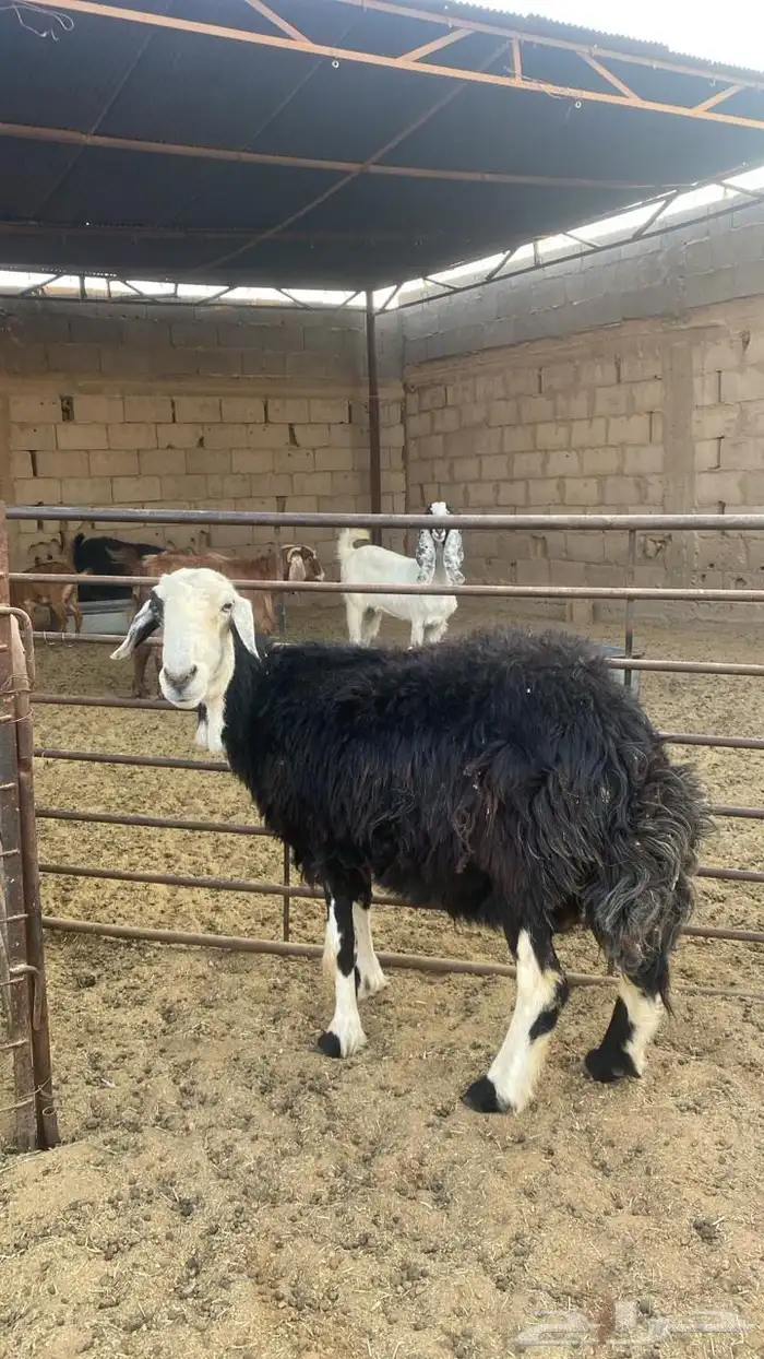 نعجتين سدس مشروطات 3