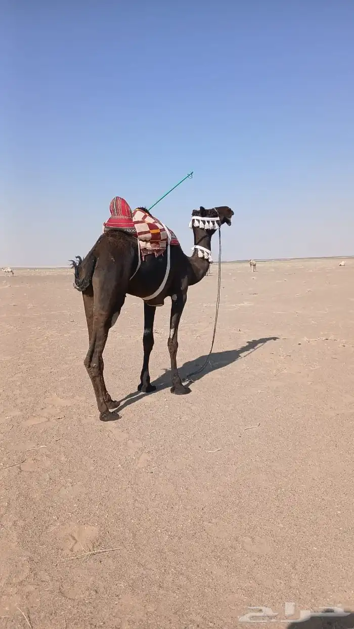 رحول مجهم كفو 3