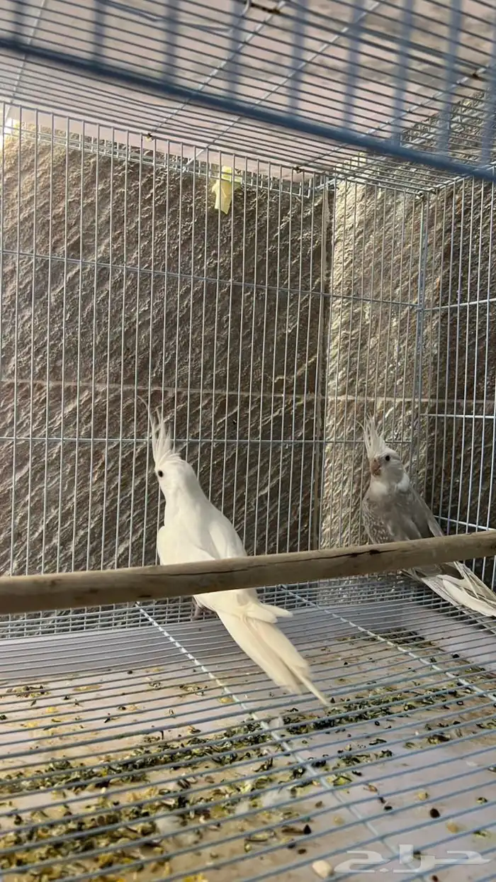 ذكر البينو منتج 4