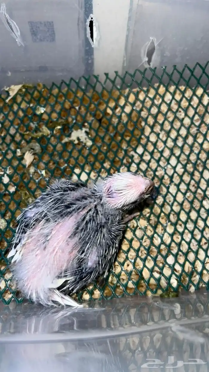 فرخ وايت فيس بايد 1