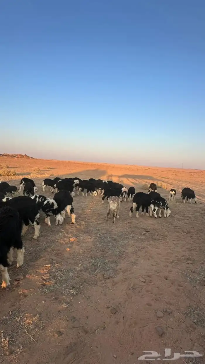 طليان نجد للبيع 2