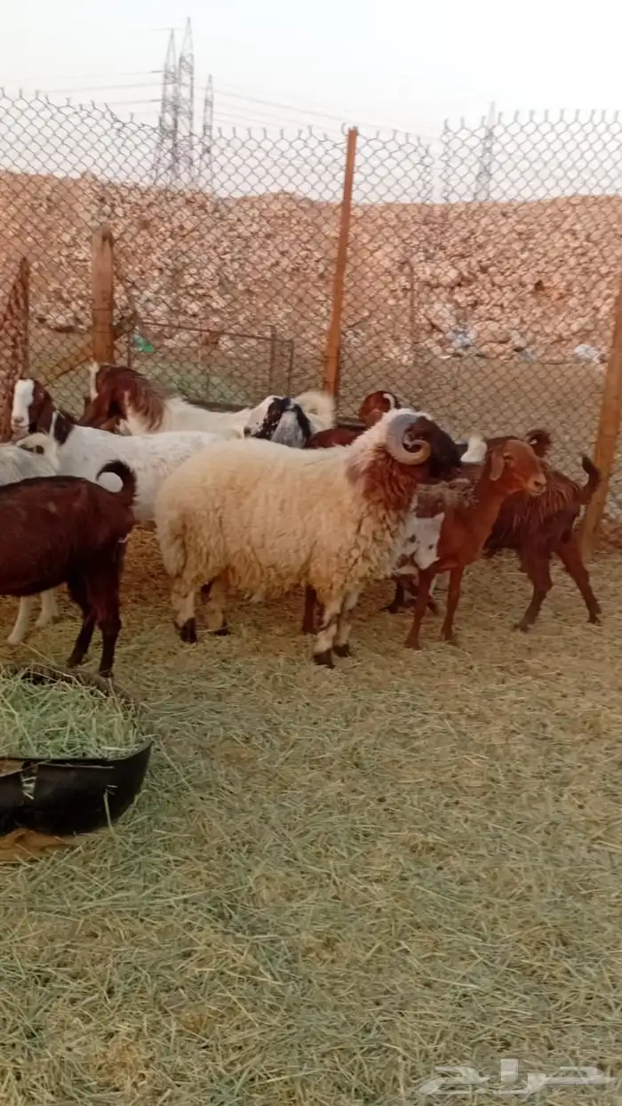 سلام عليكم ورحمة وبركاته للبيع ذبيحة 1