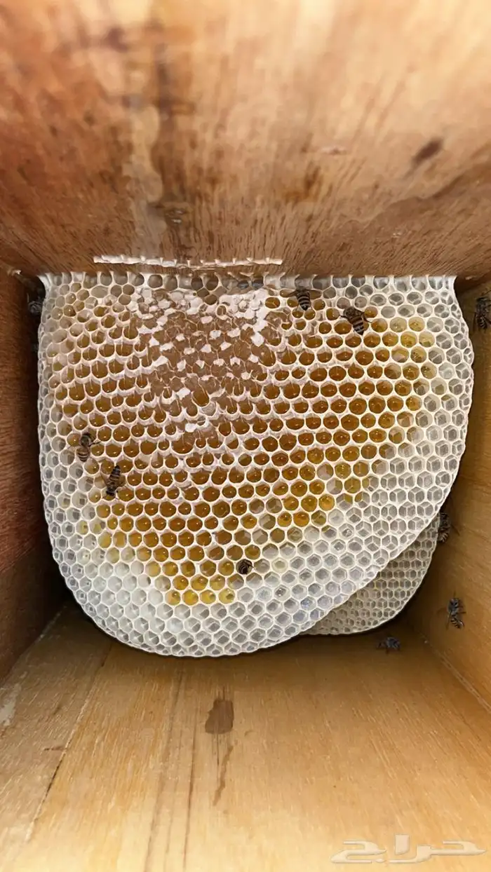 عسل سدر شبواني 9