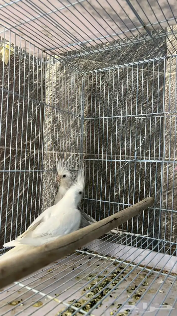 ذكر البينو منتج 3