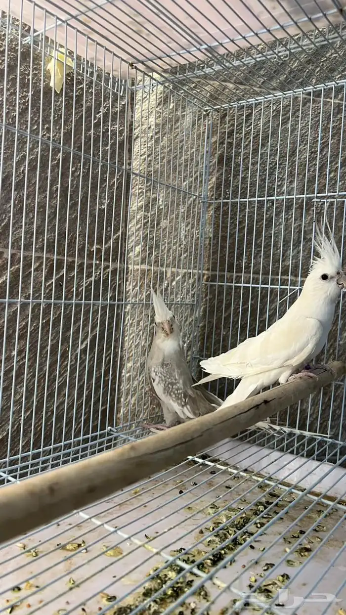 ذكر البينو منتج 0