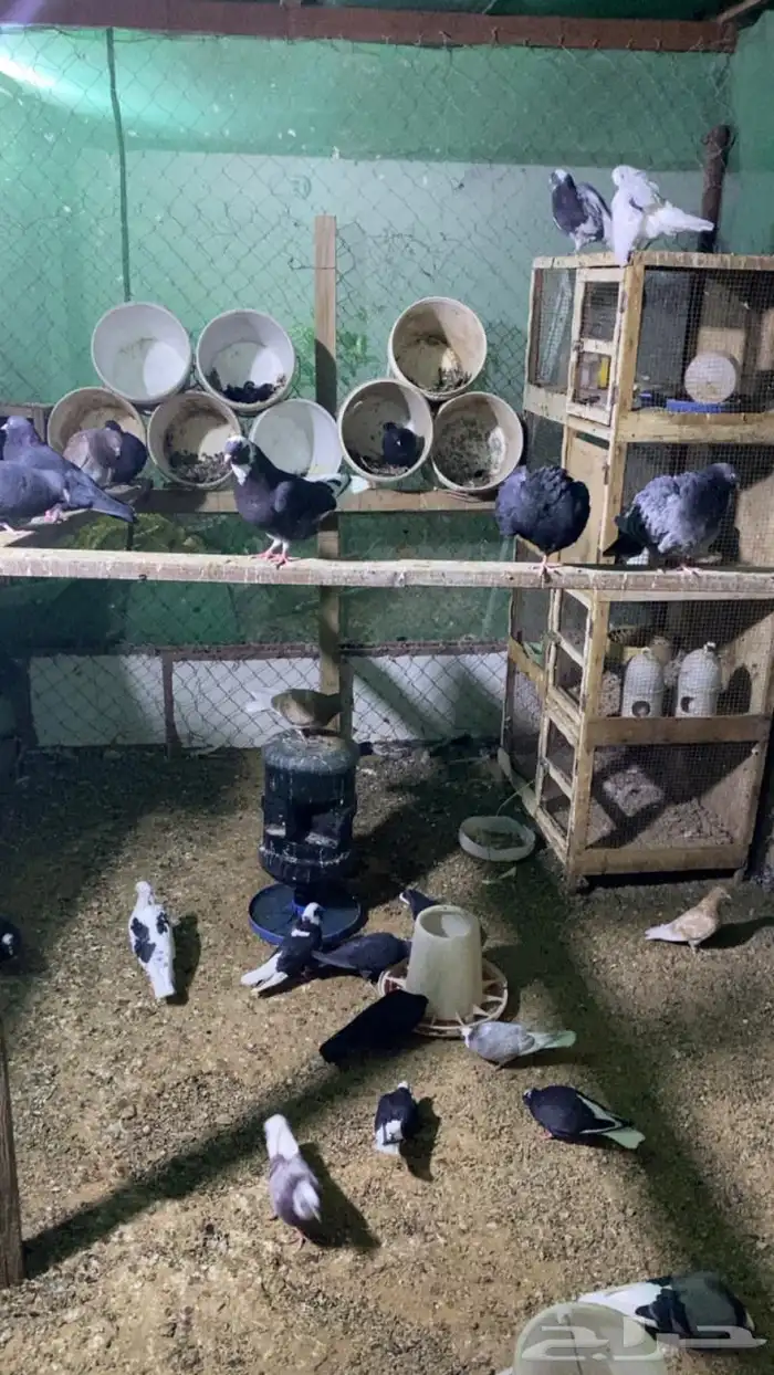 حمام قطايف 0