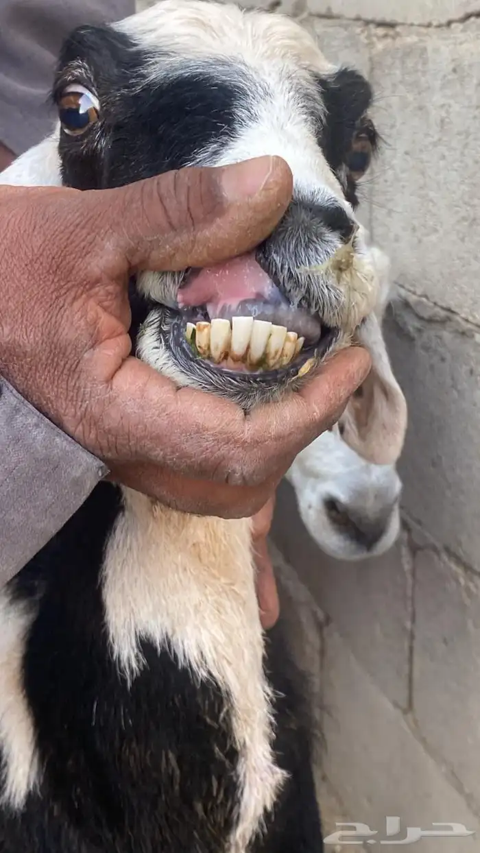 نعجتين سدس مشروطات 1