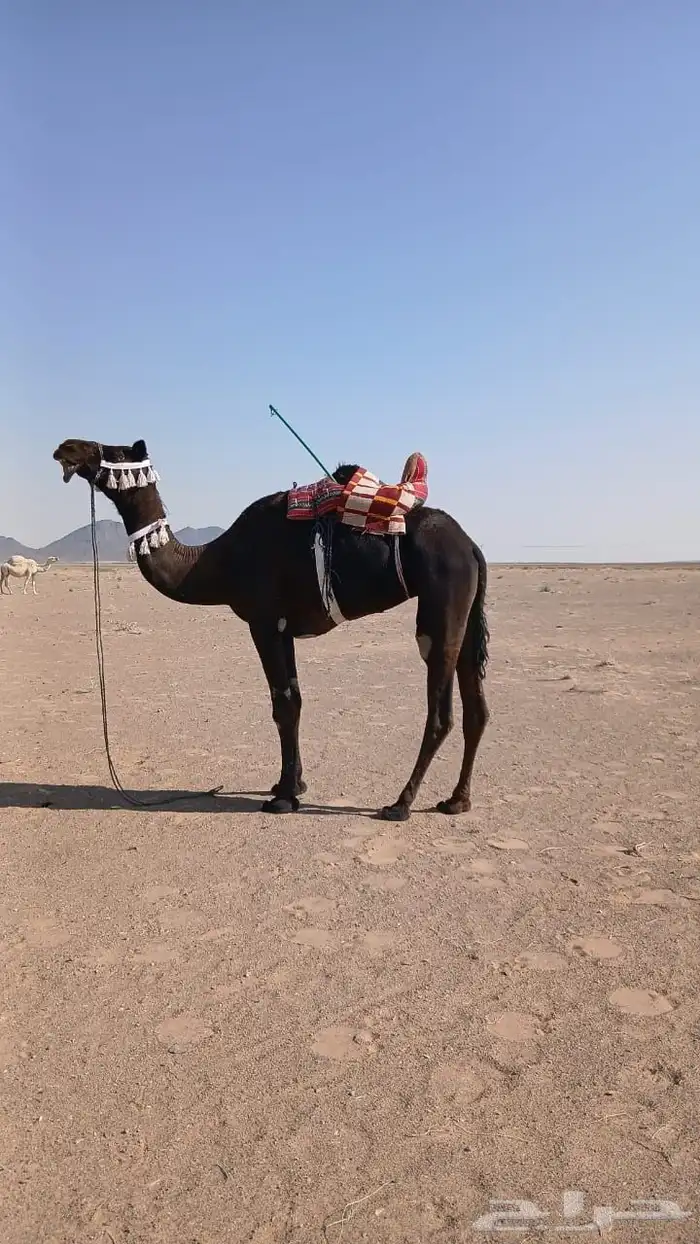 رحول مجهم كفو 1