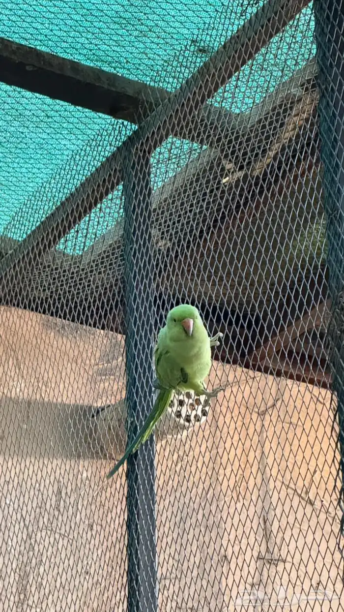 انثى درة جاهزة للانتاج 2