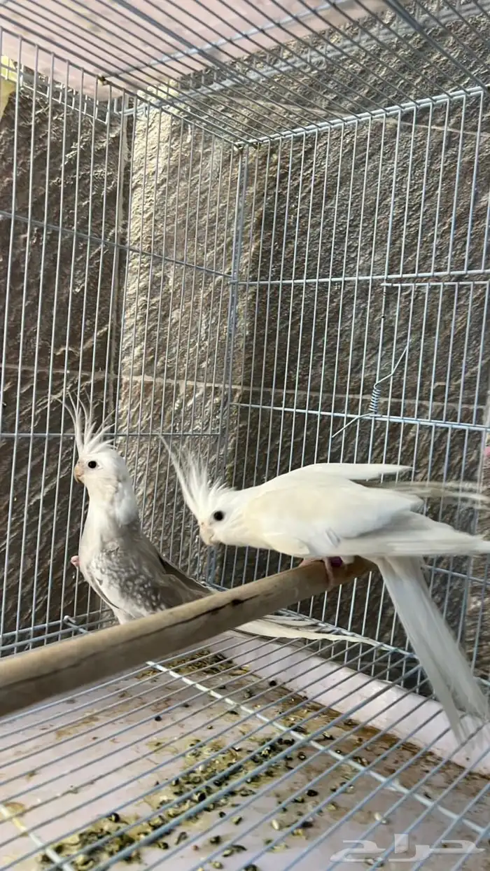 ذكر البينو منتج 6