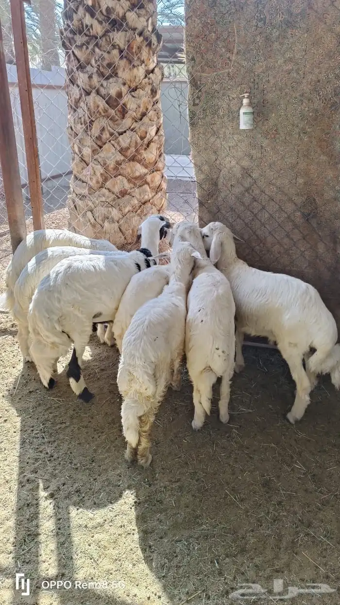 خرفان بلديات كفو مشروطه 2