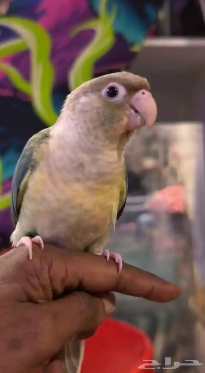 مفقود من حي الهجره أمس الليل 0