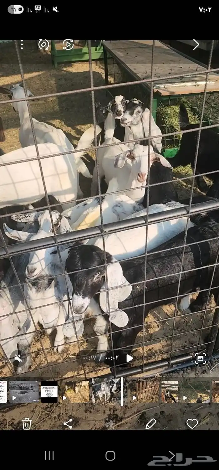 تيوس وجفار لبانيه 0