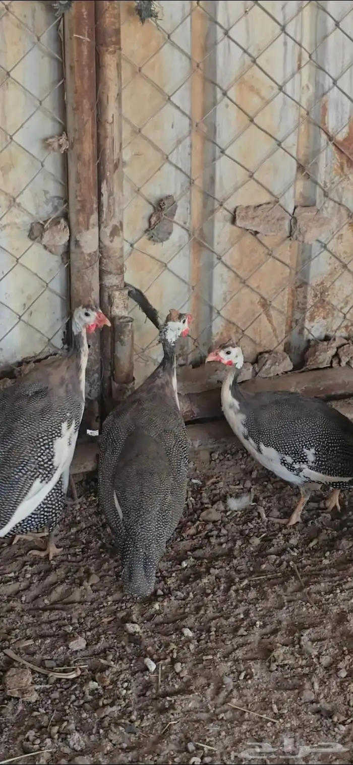 دجاج حبشي حجل 1