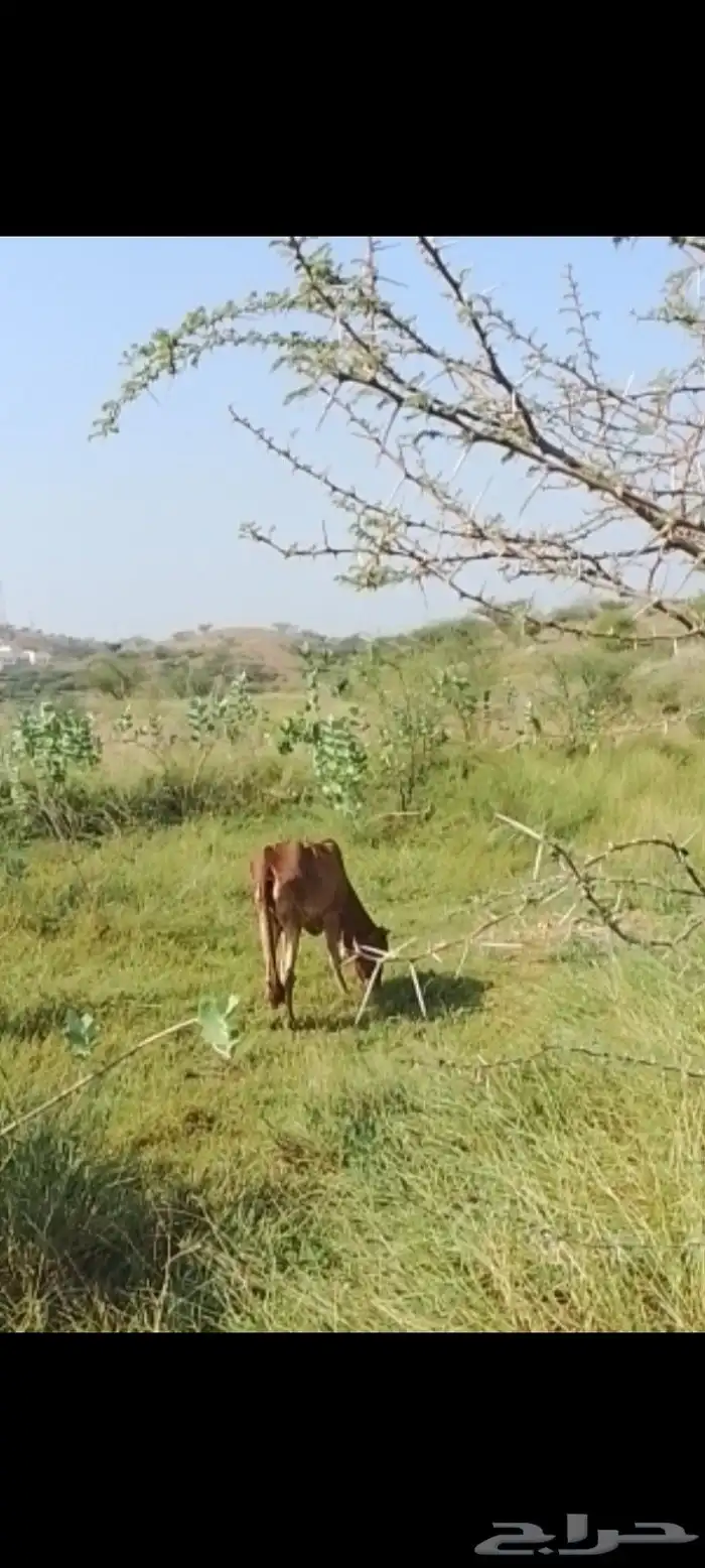 بقره للبيع 0