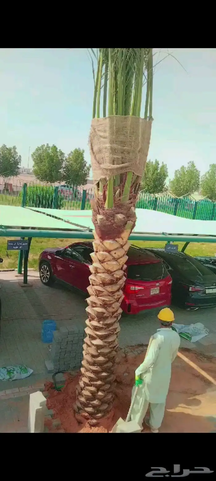 نخيل للبيع وأسعار طيبه 5