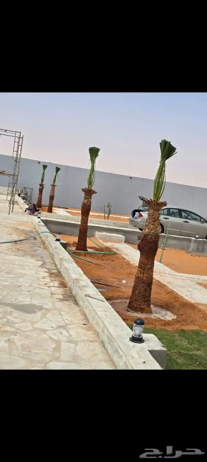 نخيل للبيع وأسعار طيبه 4