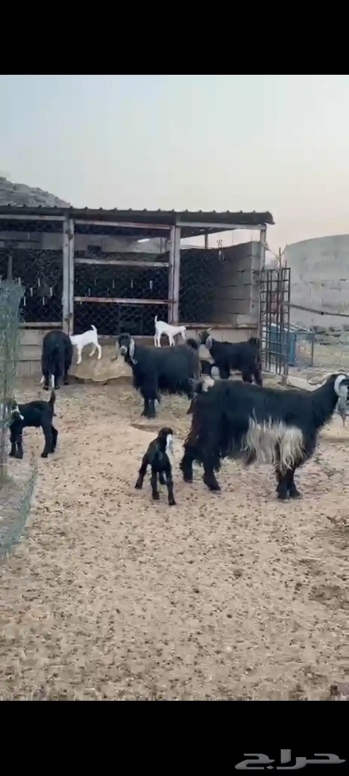 معزا عوارض 0