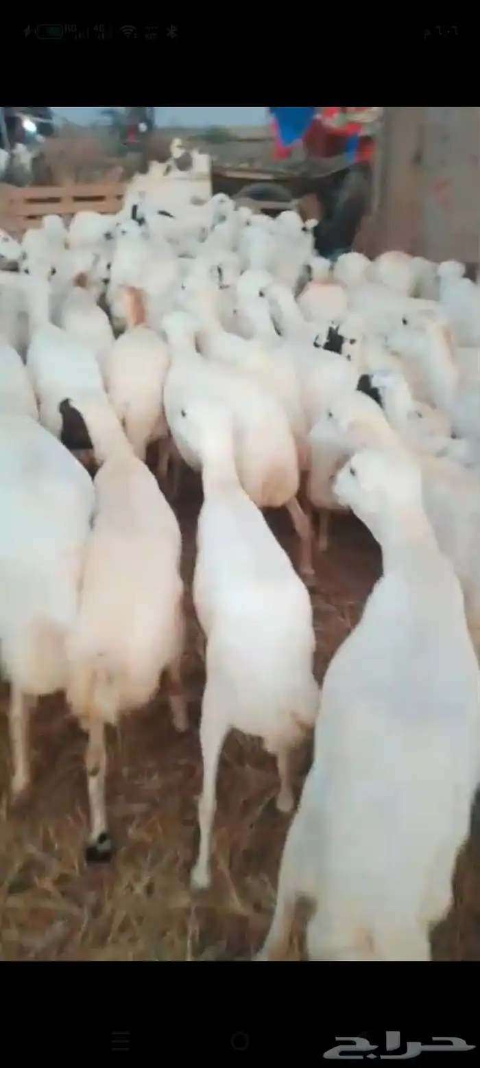 ضان رفيدي قرايب في اصامل العدد 700 0