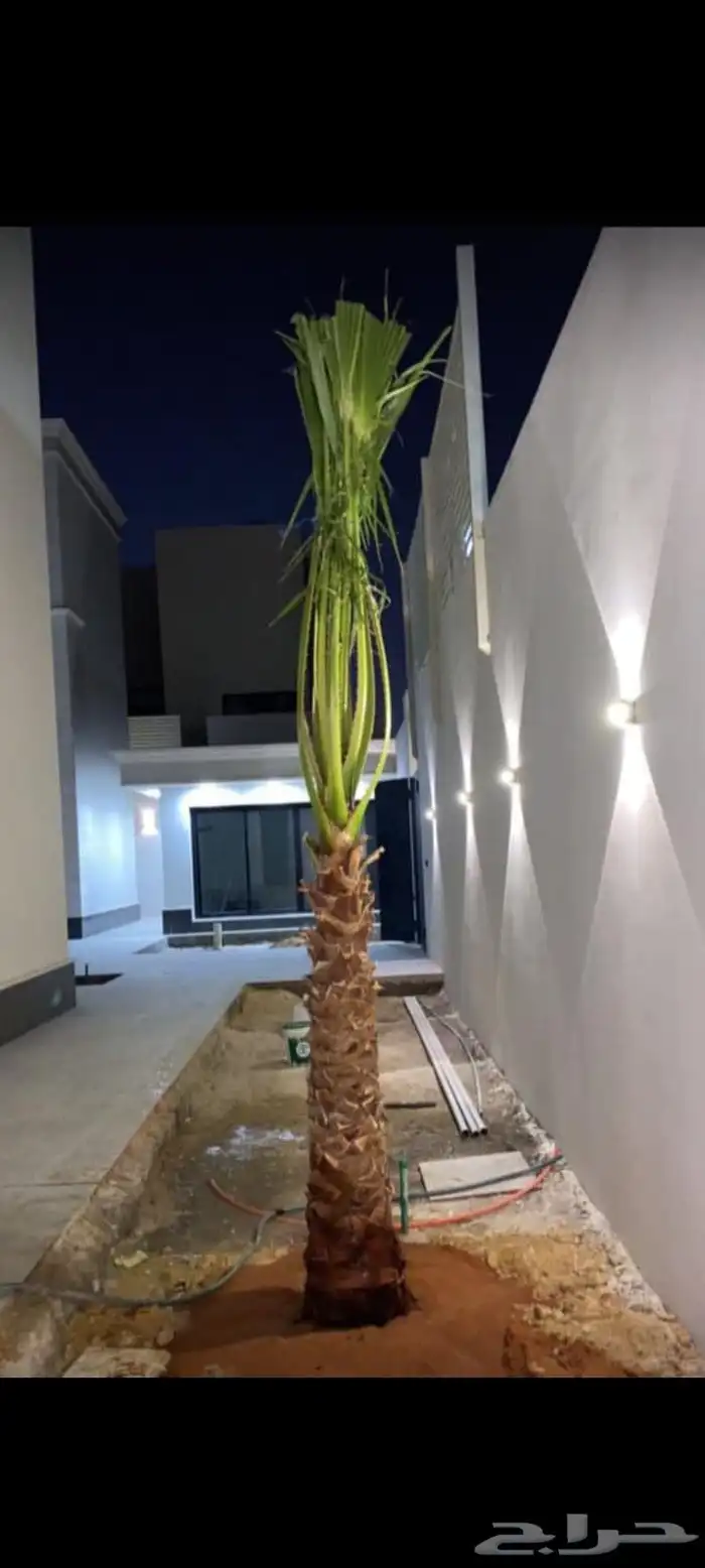 نخيل للبيع وأسعار طيبه 9