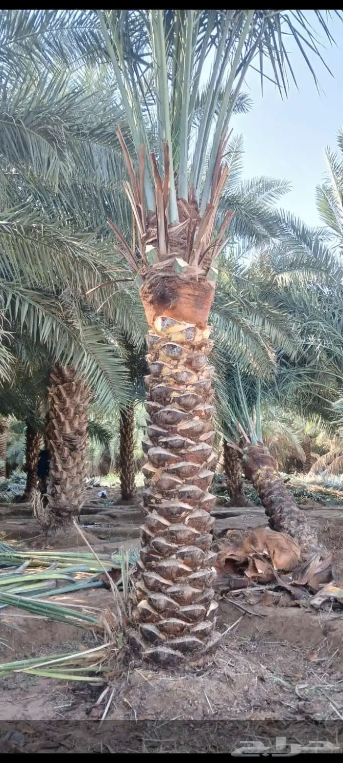 نخيل للبيع وأسعار طيبه 0