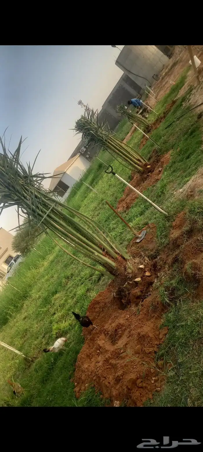 نخيل للبيع وأسعار طيبه 2