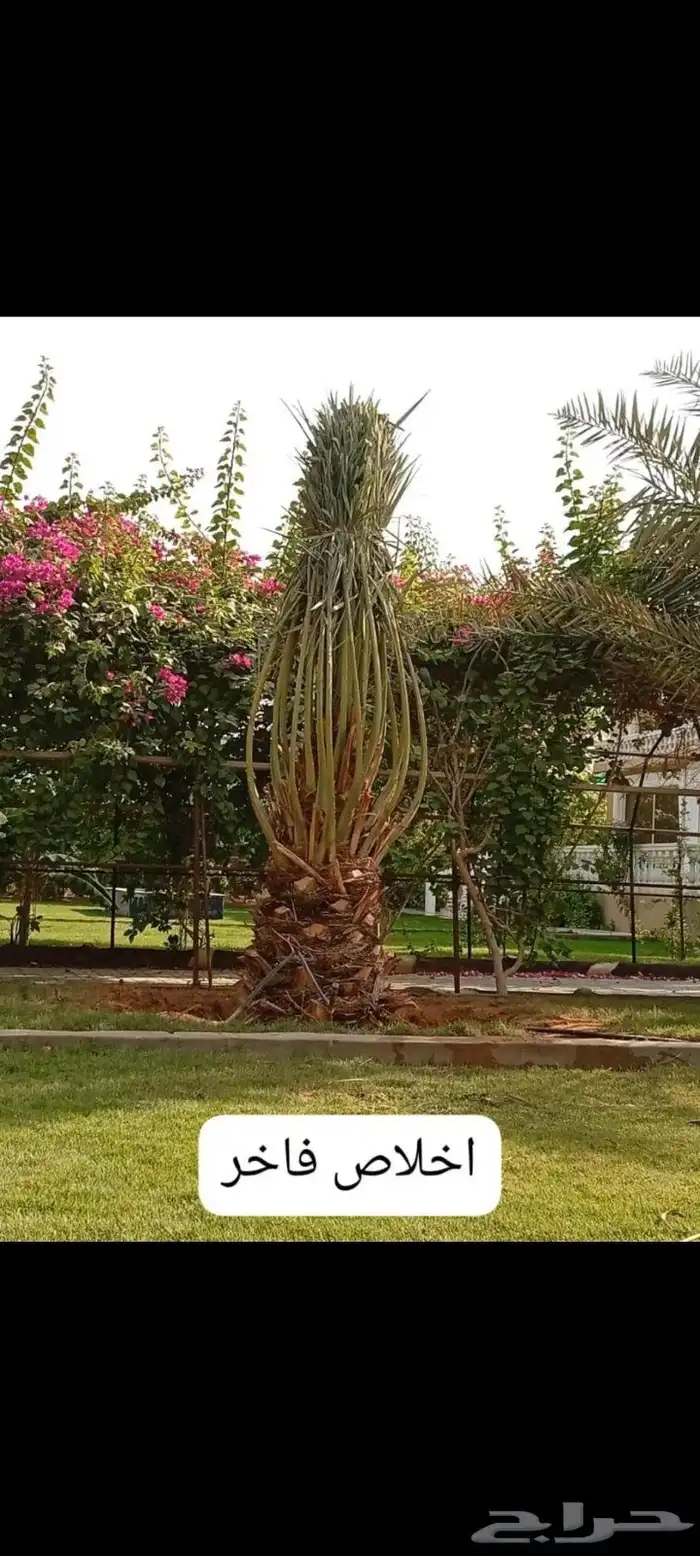 نخيل للبيع وأسعار طيبه 7