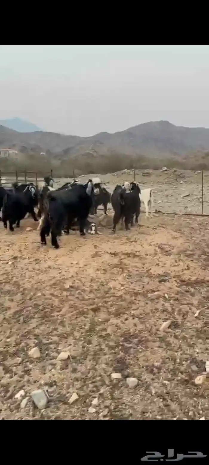 معزا عوارض 1