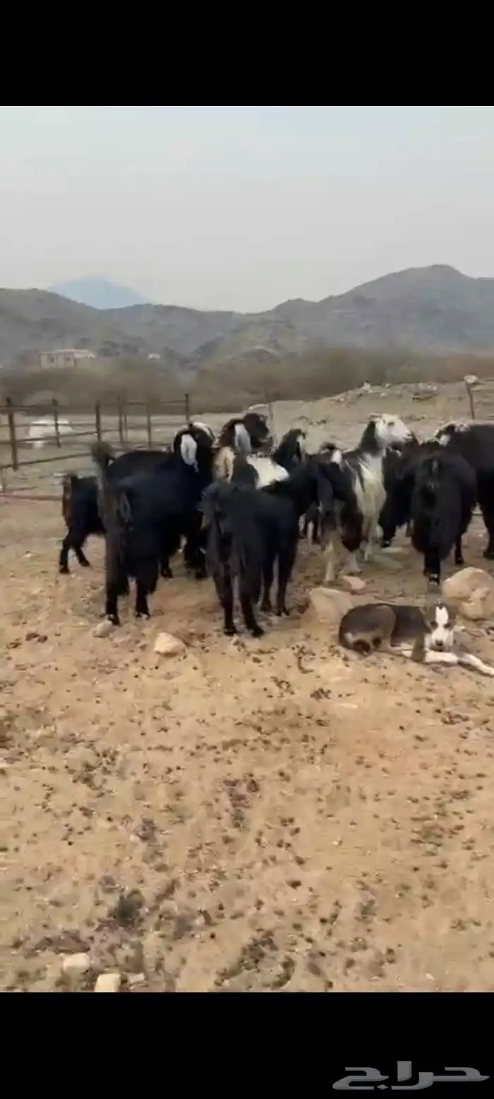 معزا عوارض 2