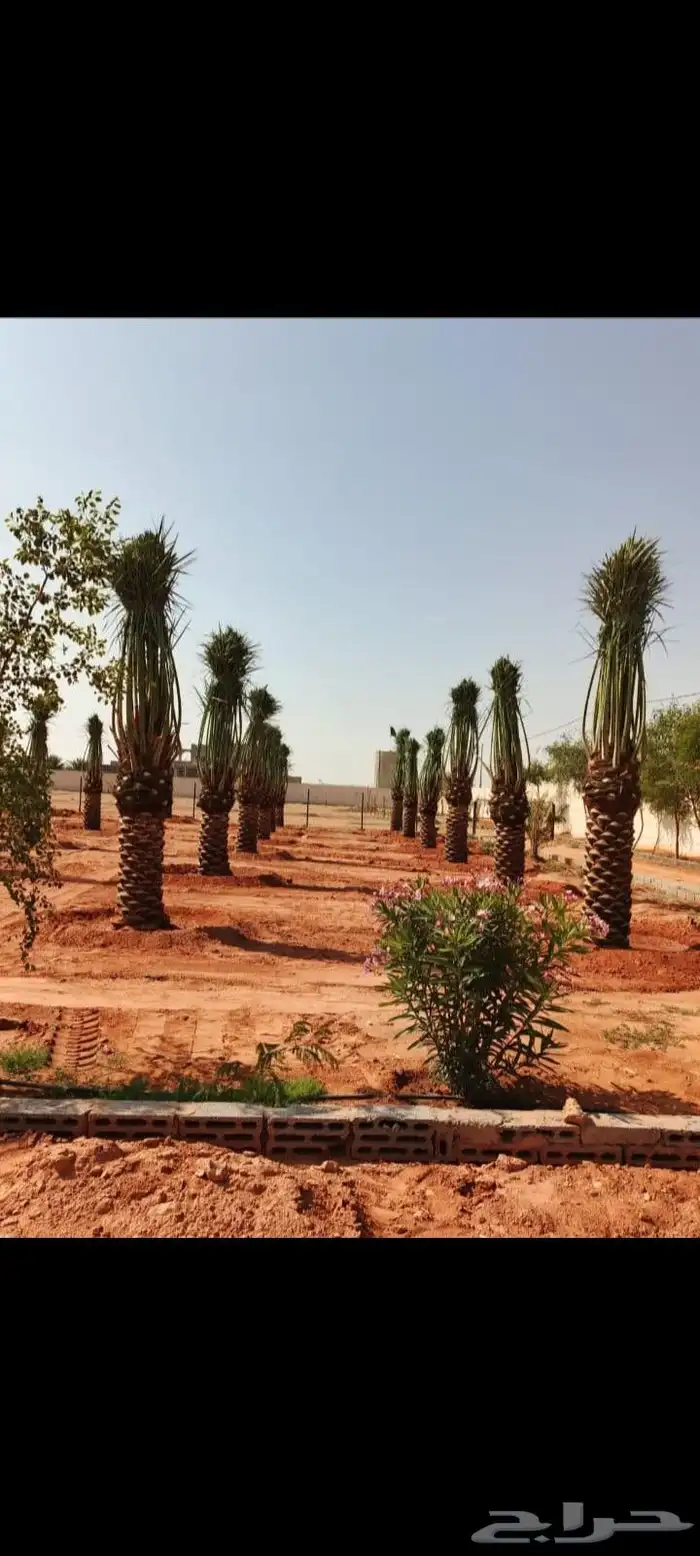نخيل للبيع وأسعار طيبه 3
